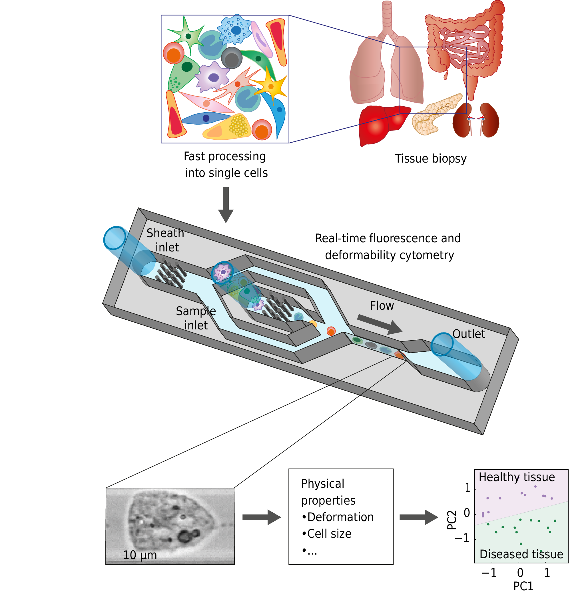 A diagram illustrating the process of obtaining deformability cytometry data from tissue samples.