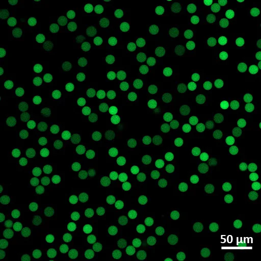 a microscopic image of microgel beads functionalized with green A488 fluorescence, including a sizing scale