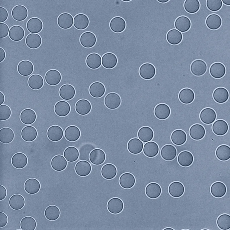 a microscopic image of Rivercyte's microgel beads